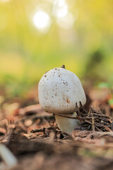 One young champignon growing in autumn in the forest