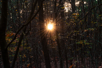 Sunset through the trees in the forest during autumn