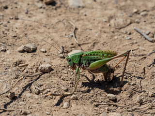 Sauterelle verte en train de pondre sur la terre