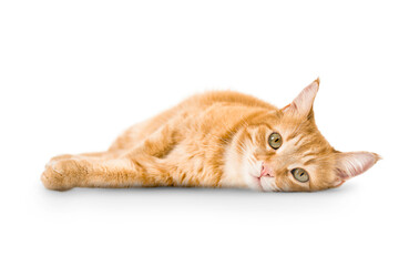ginger cat lies on isolated white background