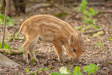 Portrait of the European wild boar piglet (Sus scrofa) in nature