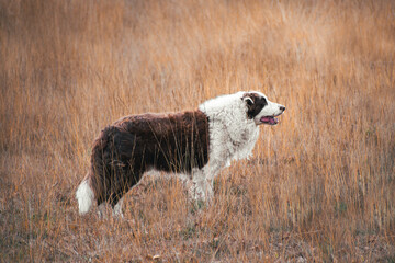 Dog standing in the meadow grass field in the sunlight during autumn
