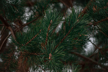 Pinetree with green needles in the forest with snow background