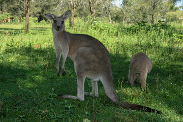 Wild Kangaroos at Morisset Picnic Area, Newcastle, New South Wales, Australia
