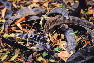 Large pods with acacia seeds fell to the ground in autumn and lie among the fallen leaves