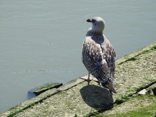 Seagull is standing on the concrete shore