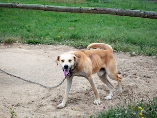 Angry dog on a leash, running and showing its tongue and ready to attack, sticking out tongue