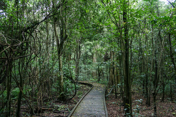 Wingham Brush Nature Reserve with a lot of flying fox