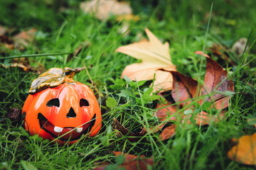 Pumpkin shaped ceramic candlestick on green grass with yellow leaves