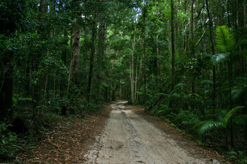 Fototapeta na wymiar Hiking through the rainforest of Fraser Island, Queensland, Australia