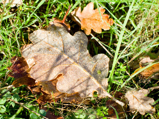 Feuille d'automne