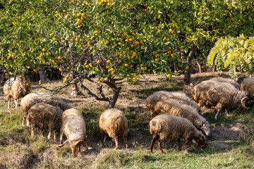 a herd of sheep in a tangerine garden