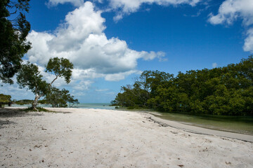 East coast beach with mangroves at Fraser Island, Queensland, Australia