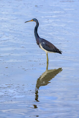 Fototapeta premium Little Blue Heron