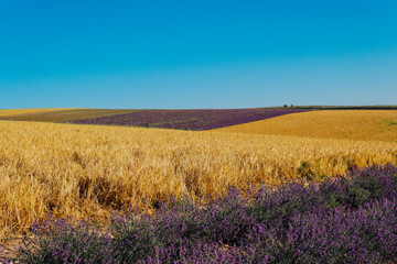 field of fragrant flowers of purple lavender and yellow wheat Provence harvest