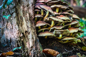 mushrooms on a tree