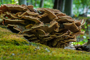 mushroom in the forest