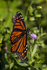 Orange and Black
