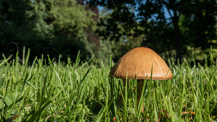 mushrooms in the grass