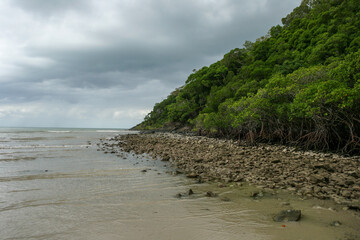 Mangrove Beach at Bloomfield Track in North Queensland, Daintree Rainforest, Cape Tribulation, Australia
