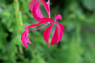 pink leaves with green background