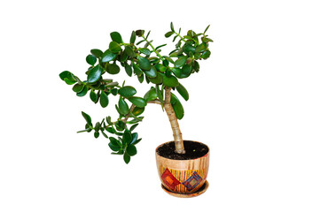 Indoor plant Crassula in a ceramic pot, isolated on white background.