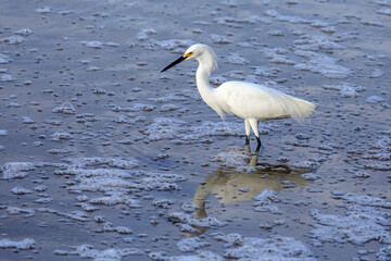 Snowy Egret