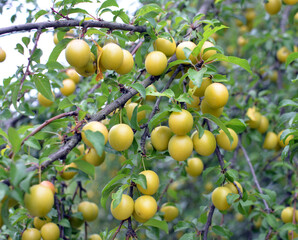 On the branch ripen fruits of plums (Prunus cerasifera).