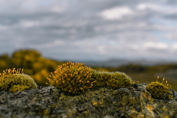 flowers on the rocks