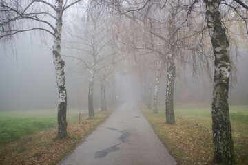 Thick fog on a dirt road