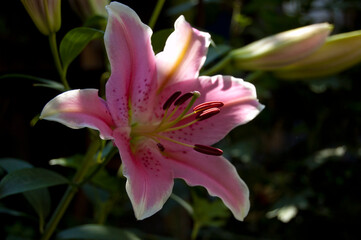 Pink lily on a background of dark green foliage