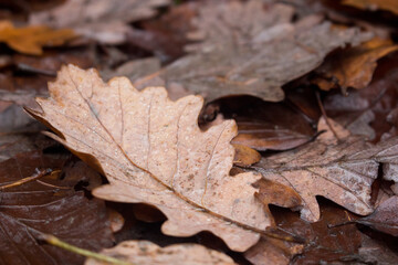 brown autumn leaf on the ground in the forest