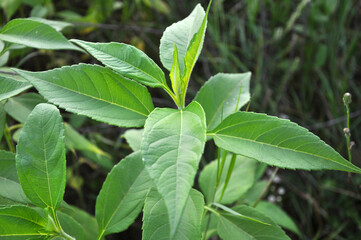 Jerusalem artichoke (Helianthus tuberosus) grows in nature