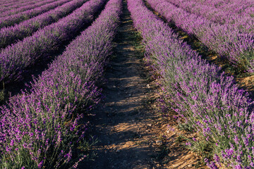 Fototapeta premium field of fragrant flowers of purple lavender before the Provence harvest