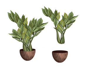 Watercolor illustrations of potted house plant. Plnat in a pot isolated on white background