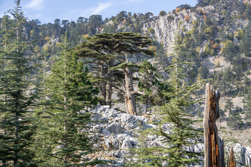 Rare and endangered Lebanese Cedar tree forest at Tahtali mountain in Turkey
