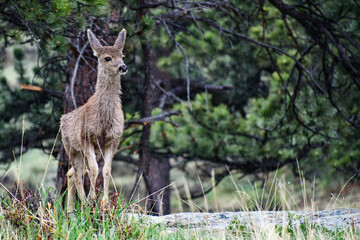 young deer in the woods in rain