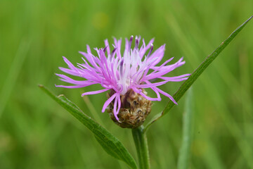 Cornflower Centaurea jacea blooms in a meadow among grasses