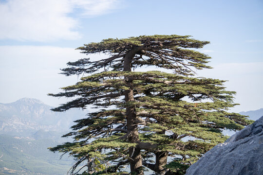 Rare and endangered Lebanese Cedar tree forest at Tahtali mountain in Turkey