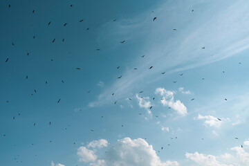 Birds flying in the clouds