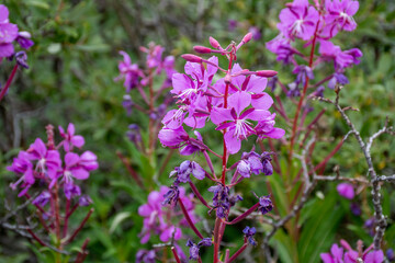 close-up mountain flowers