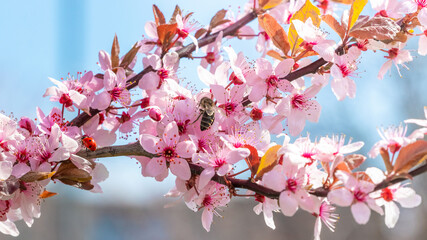 Pink sakura flowers on a tree, bee on a flower