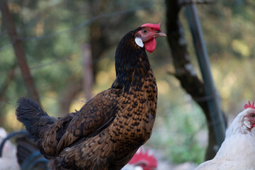 Gallinas de raza andaluza españa