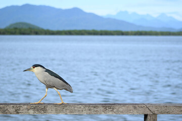 A Black Crowned Night Heron in the mangroves of Paraná, Brazil