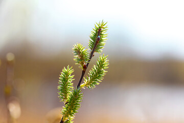 Tree branch with green earrings on a blurred background