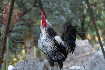 Gallinas de raza andaluza españa