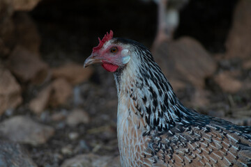 Gallinas de raza andaluza españa
