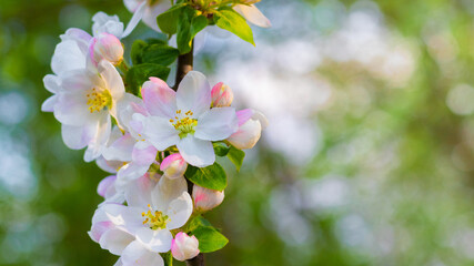 Spring background with apple blossom on a blurred background