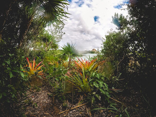 Trees, palms, aloe vera and lake at the jungle in the morning in the day, Mexico