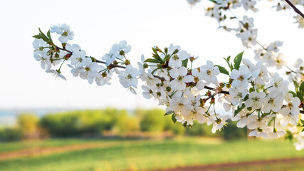 Cherry branch with white flowers in the garden in sunny weather